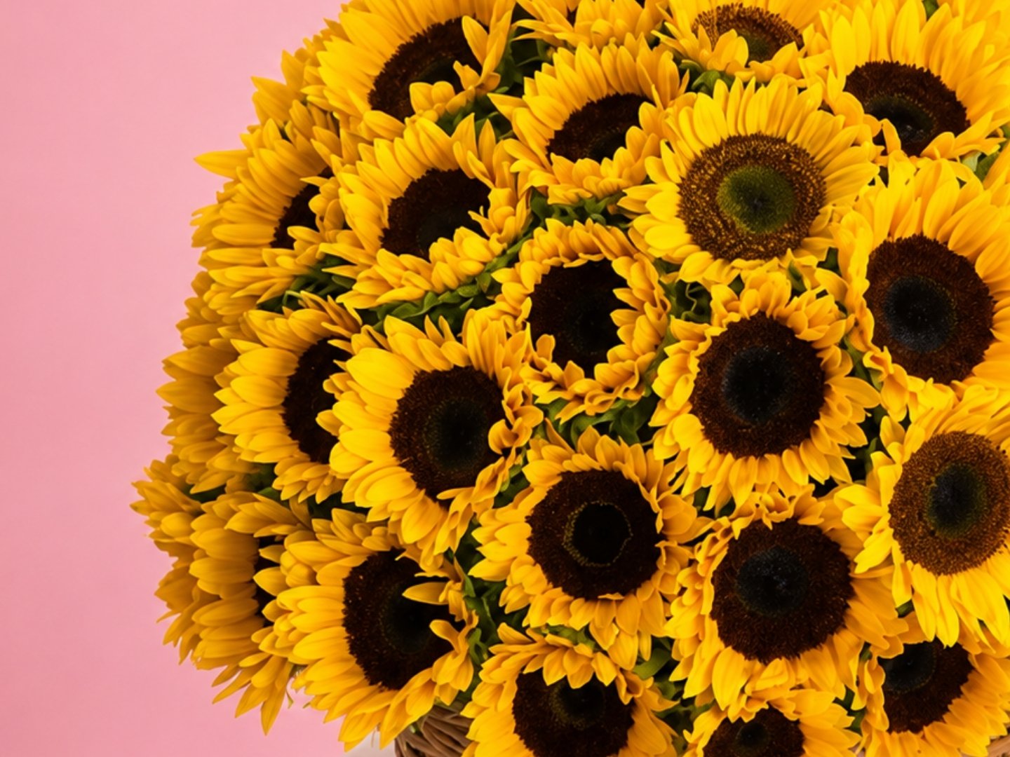 Canasta con 50 Girasoles