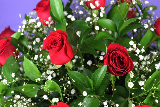 Canasta 24 Rosas, Ruscus y Gypsophilia