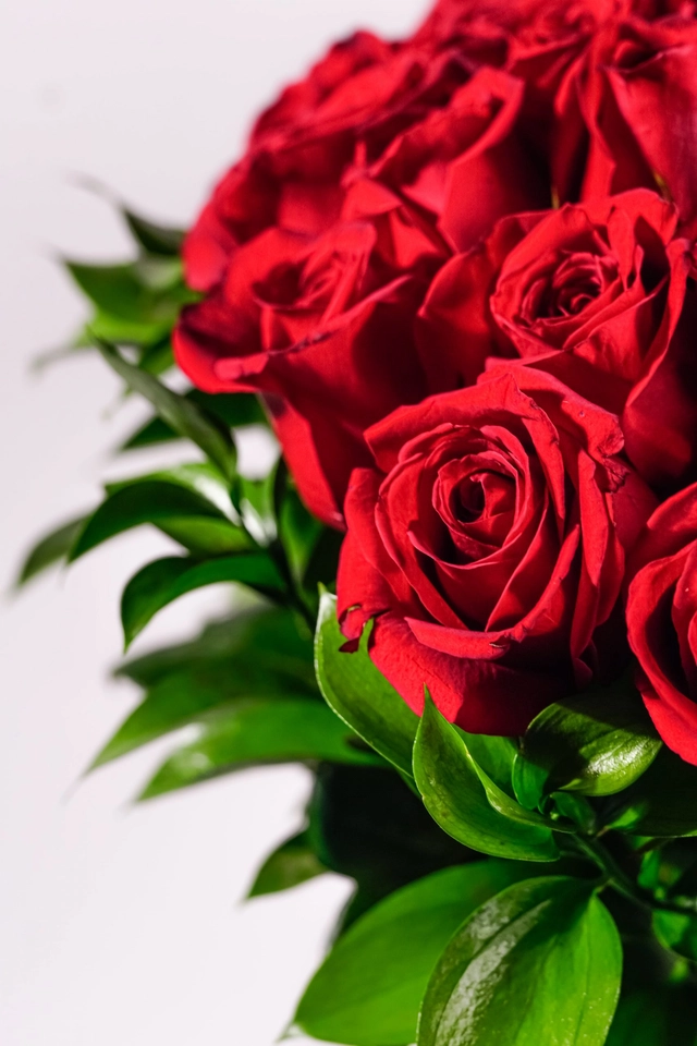 100 Rosas Rojas en Jarrón