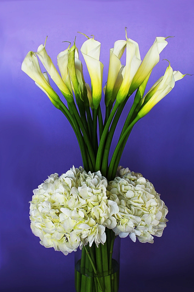 Paraíso de Alcatraz