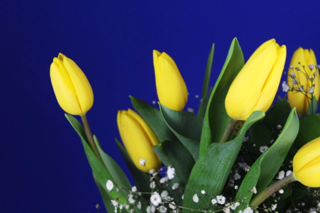 Jarrón Cerámico con 10 Tulipanes y Gypsophilia