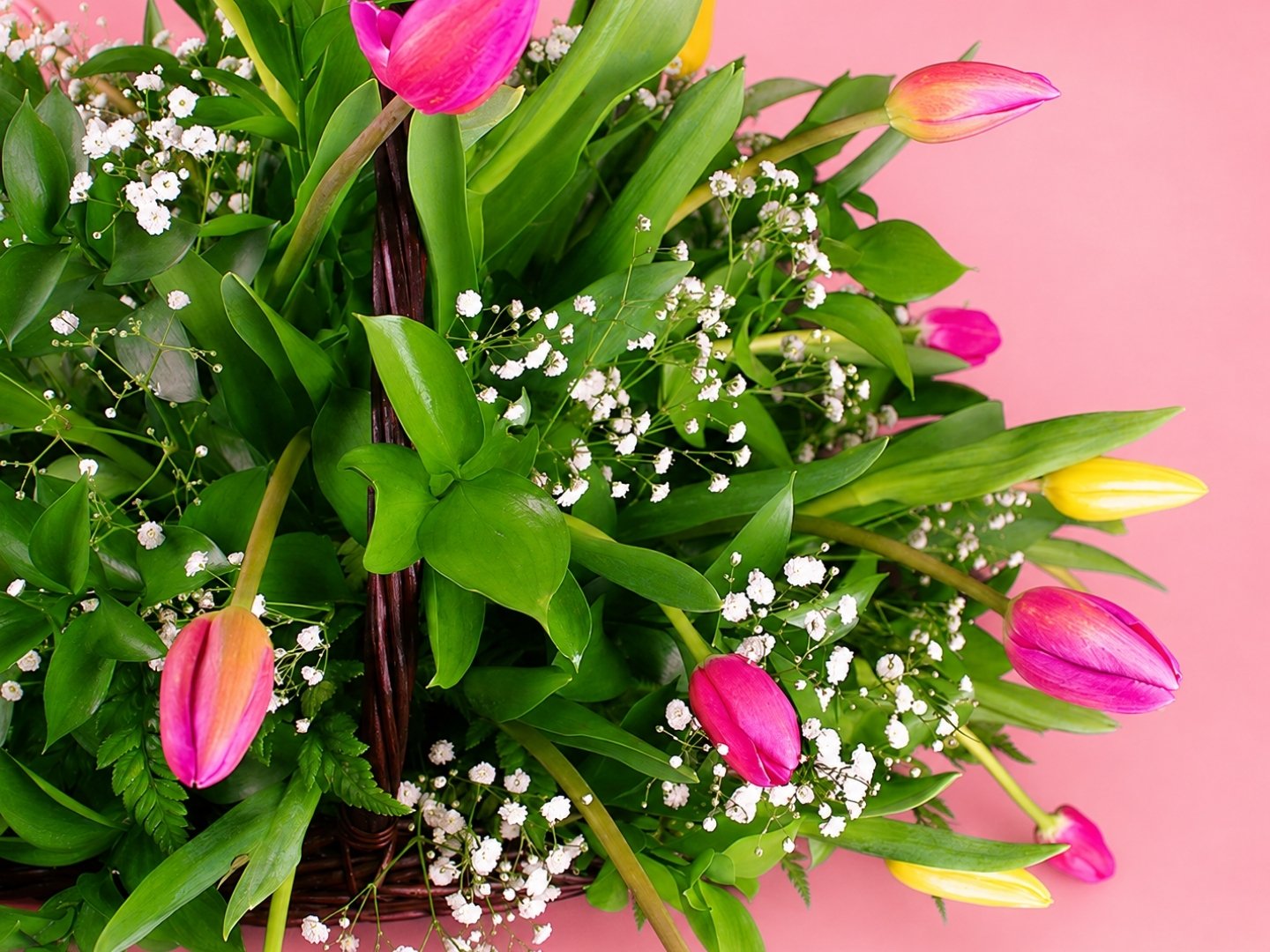 Canasta con 30 Tulipanes Multicolores y Gypsophilia