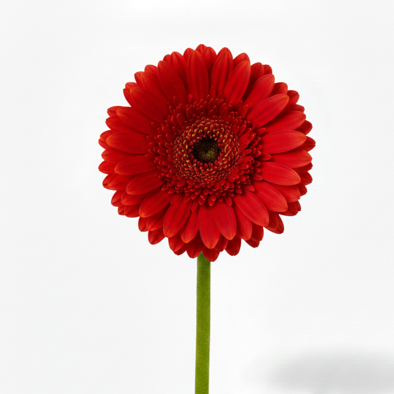 Gerbera roja