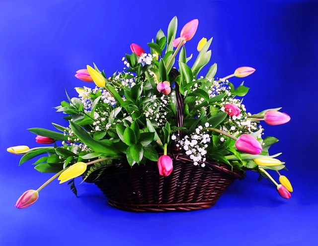Canasta con 30 Tulipanes Multicolores y Gypsophilia