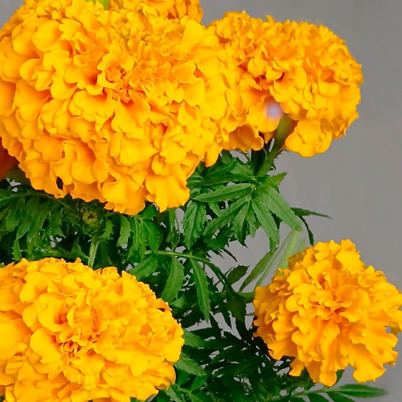 MACETA DE CERÁMICA CON FLOR DE CEMPASUCHIL