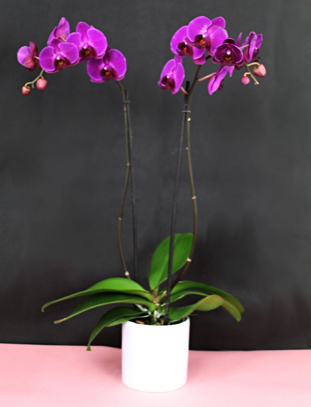 Orquídea Morada
