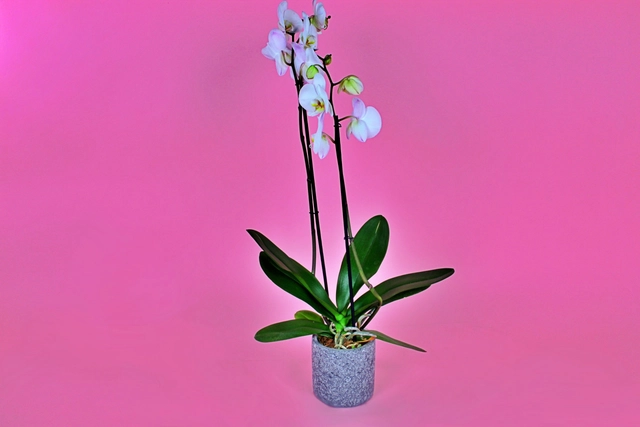 Orquídea Blanca