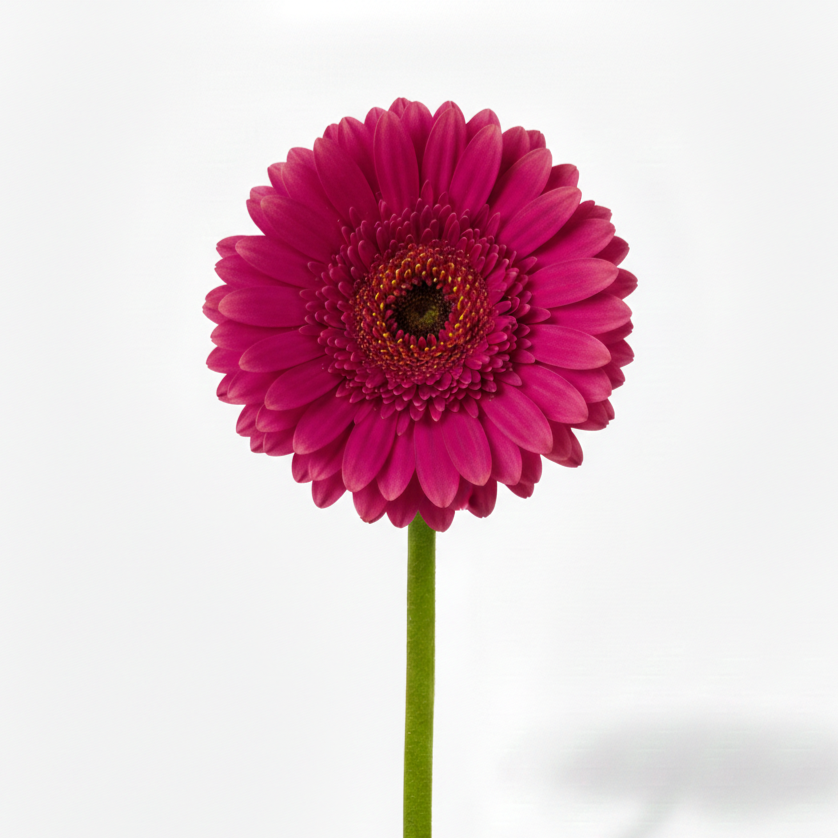 Gerbera Fiusha