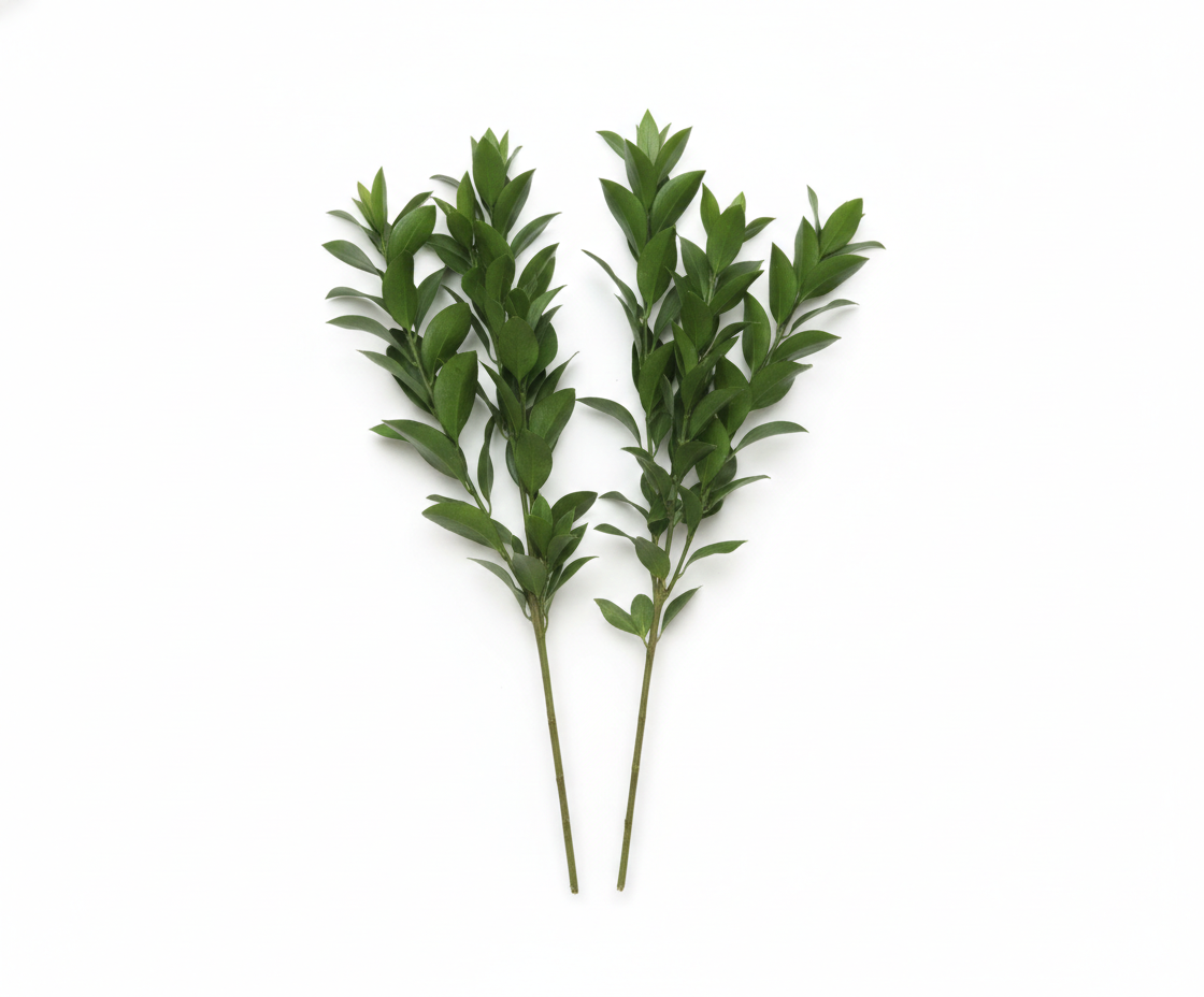 Ruscus